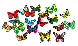 Метелики і пташки