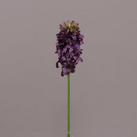 Квітка Гіацинт фіолетова 74991