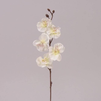 Квітка Фаленопсис міні біла 70366