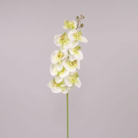 Квітка Фаленопсис біло-зелена 70950