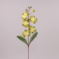 Цветок Фаленопсис оливковый 72130