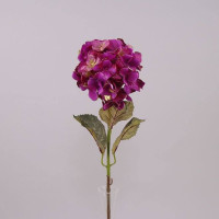 Квітка Гортензія фіолетова 74995