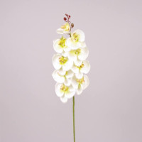 Квітка Фаленопсис біло-зелена 71221