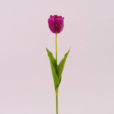 Цветок Тюльпан темно-фиолетовый 71471