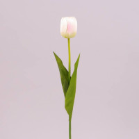 Цветок Тюльпан кремово-розовый 71477