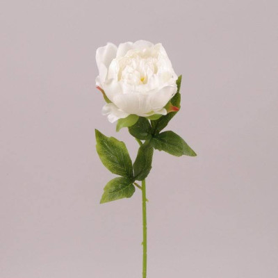 Цветок Пион белый 71691