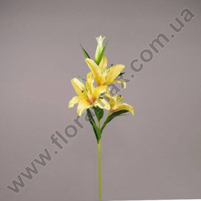 Квітка Лілія жовта 70067