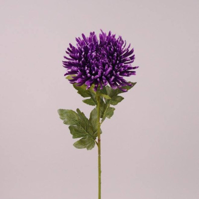 Цветок Хризантема фиолетовый 71819