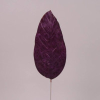 Лист Філодендрона фіолетовий 71878