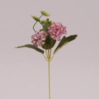 Квітка Оксамитка темно-рожева 72478