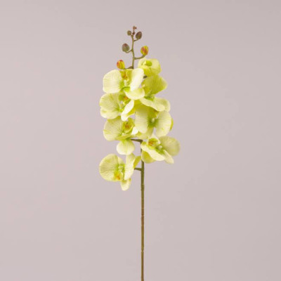 Цветок Фаленопсис зеленый 72609