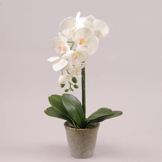 Орхидея в горшке (75 фото)