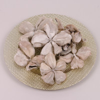 Сухоцвет Land Lotus Flower White 6-11 см. (10 шт. в упаковке) 69809