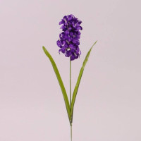 Цветок Гиацинт темно-фиолетовый 73231