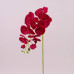 Цветок Фаленопсис красный 72792