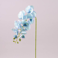 Цветок Фаленопсис голубой 72793