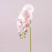 Цветок Фаленопсис бело-розовый 72794