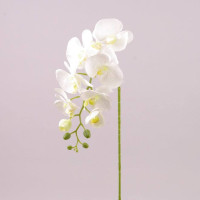 Цветок Фаленопсис белый с зеленой серединкой 72795