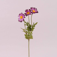 Квітка Маргаритка темно-фіолетова 72918