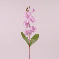 Цветок Фаленопсис фиолетовый 73013