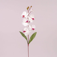 Цветок Фаленопсис белый с бордовой серединкой 73014