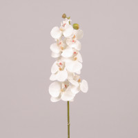 Цветок Фаленопсис белый 76532