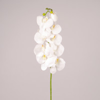 Квітка Фаленопсис біла 76606