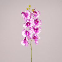 Цветок Фаленопсис бело-фиолетовый 76609