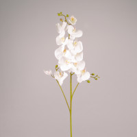 Квітка Фаленопсис біла 76610