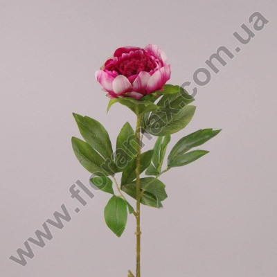Квітка Півонія марсалова 71058